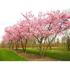 Višňa chĺpkatá (Prunus subhirtella) ´AUTUMNALIS ROSEA´ - výška: 140-170 cm, kont. C18L